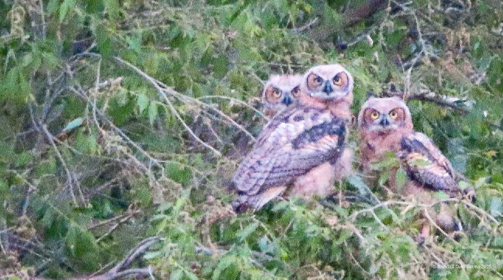 Great Horned Owl - ML636541436