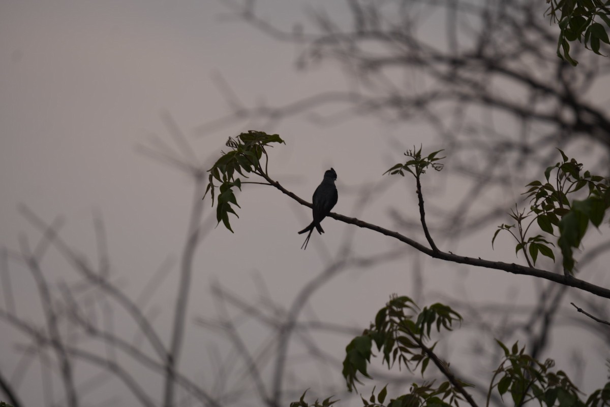Crested Treeswift - ML636541446