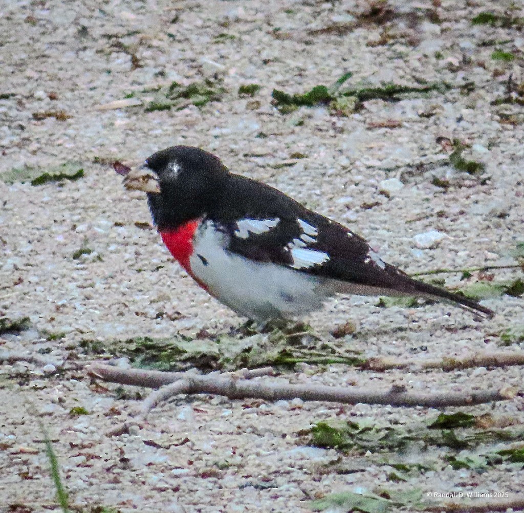 Rose-breasted Grosbeak - ML636541449