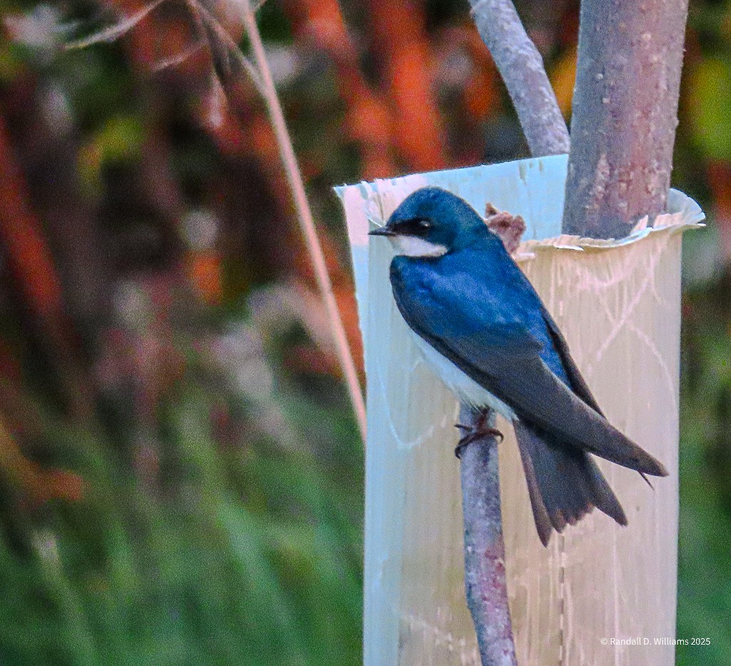 Tree Swallow - ML636541460