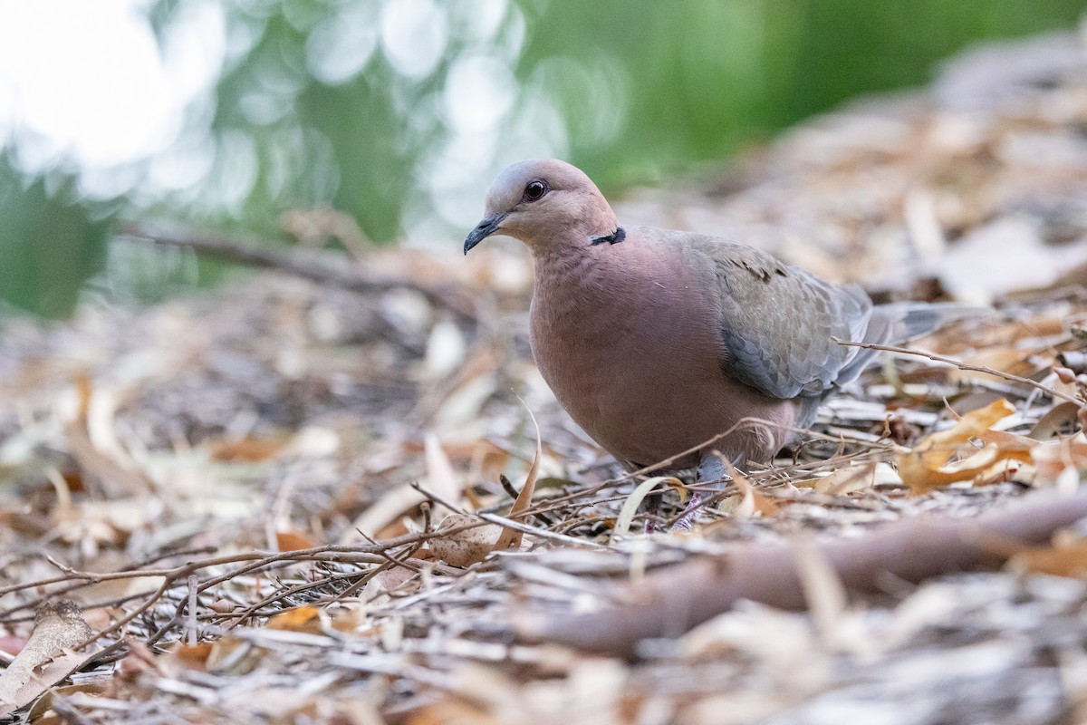 Red-eyed Dove - ML636541466