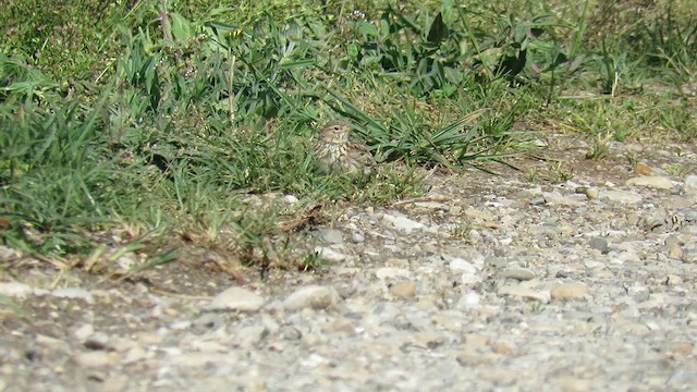 Mediterranean/Turkestan Short-toed Lark - ML636541478