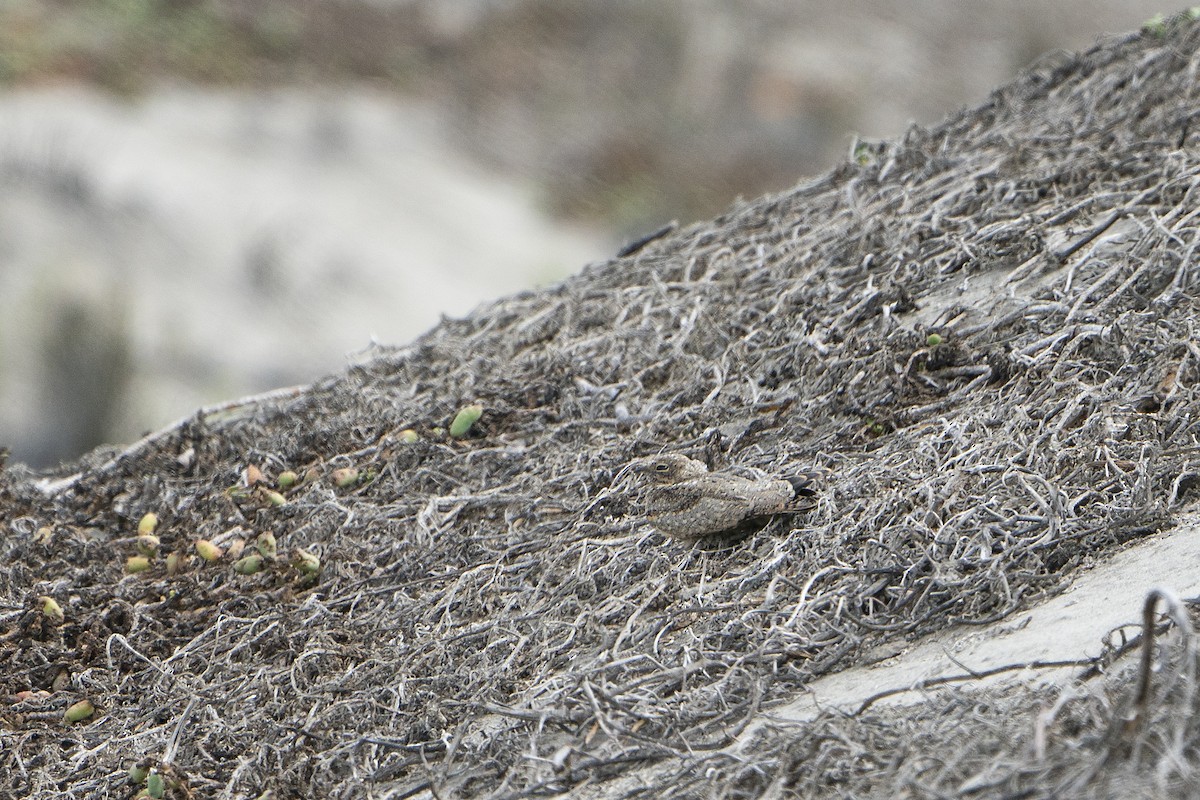 Tschudi's Nightjar - ML636541502
