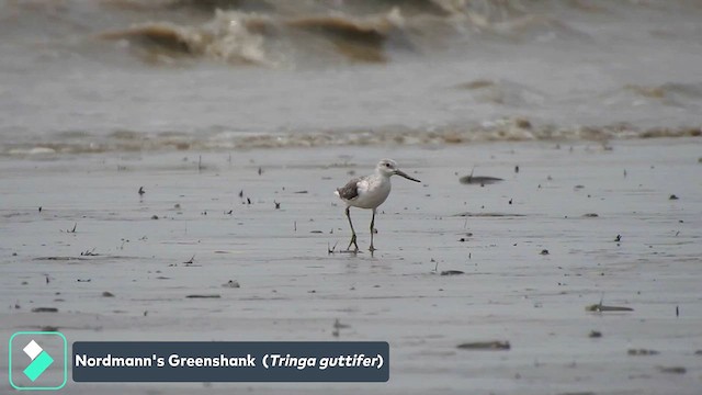 Nordmann's Greenshank - ML636541562