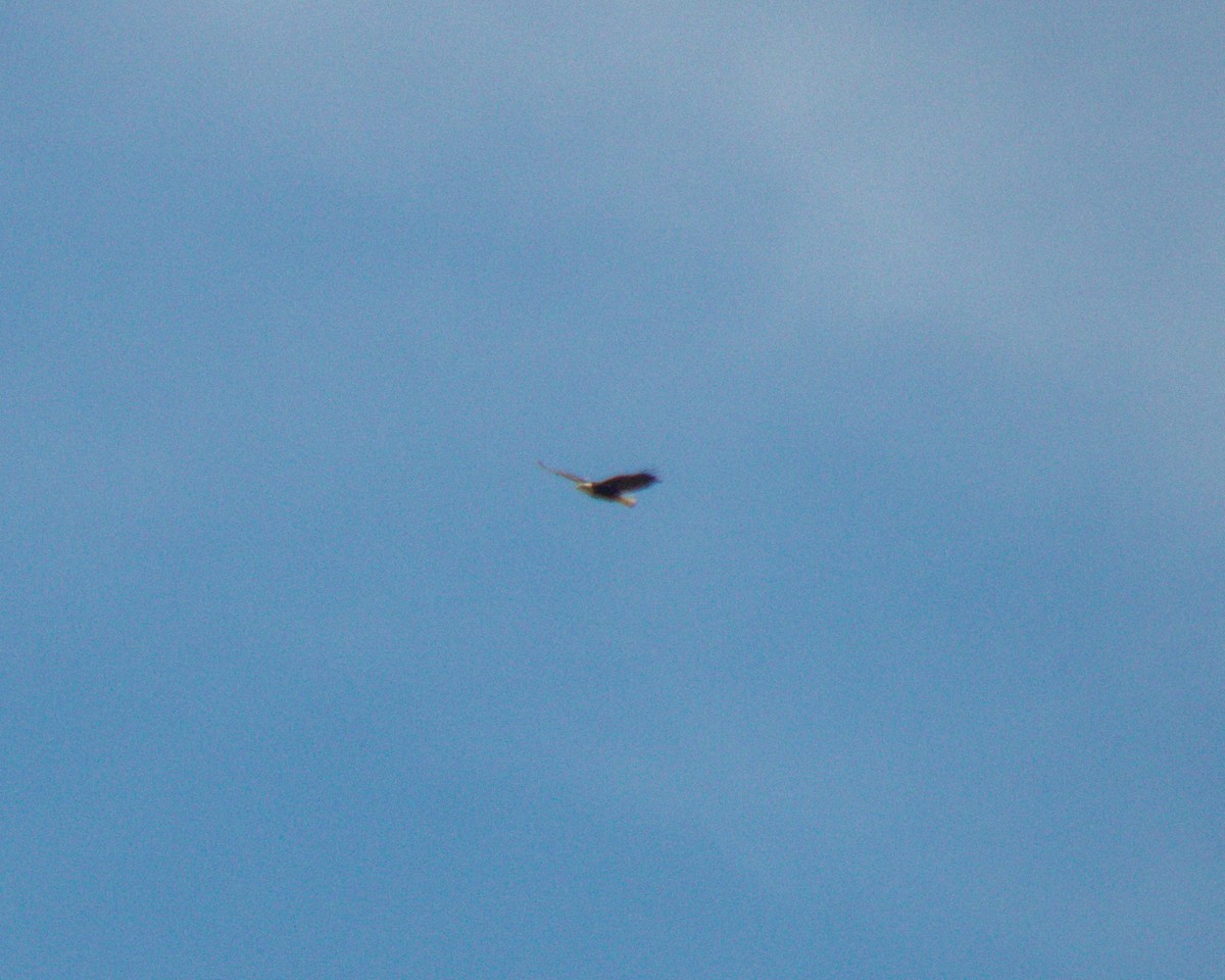 Bald Eagle - ML636541574
