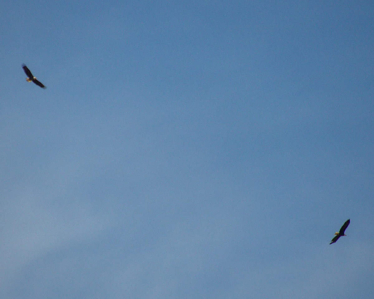 Bald Eagle - ML636541575