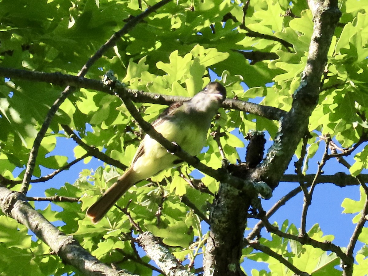 Great Crested Flycatcher - ML636541593