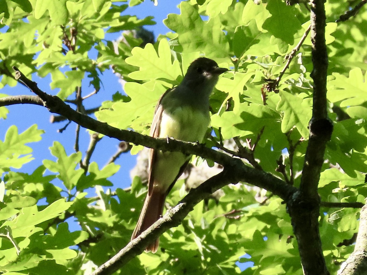 Great Crested Flycatcher - ML636541594