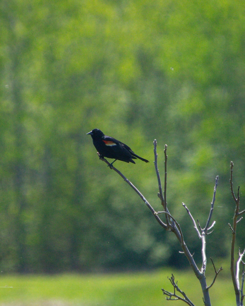 Red-winged Blackbird - ML636541600