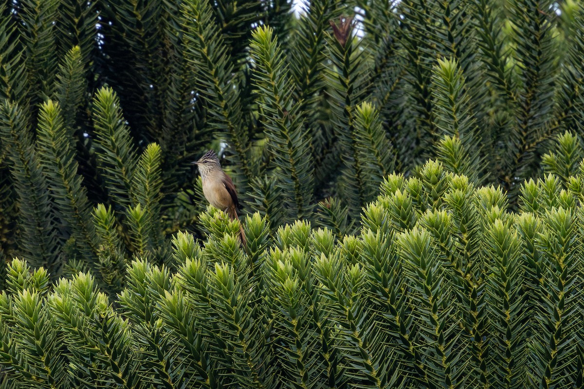 Araucaria Tit-Spinetail - ML636541631