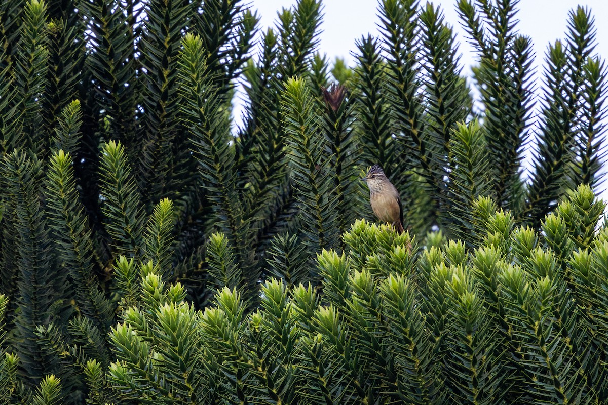 Araucaria Tit-Spinetail - ML636541633