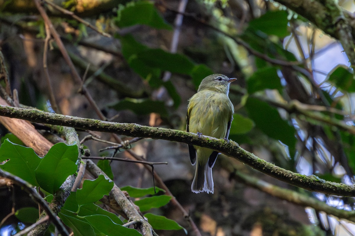 Rough-legged Tyrannulet - ML636541643