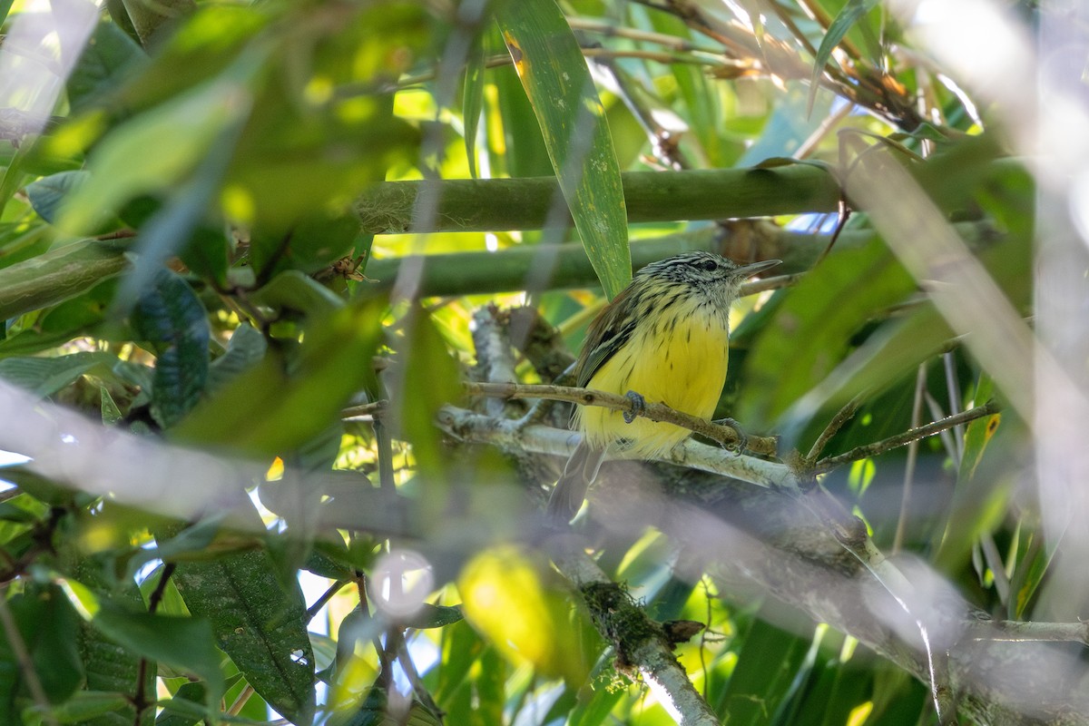 Streak-capped Antwren - ML636541678