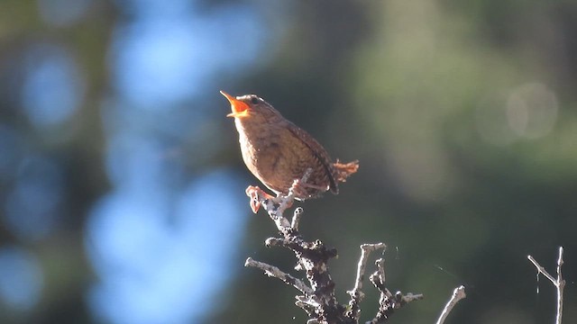 Pacific Wren - ML636541702