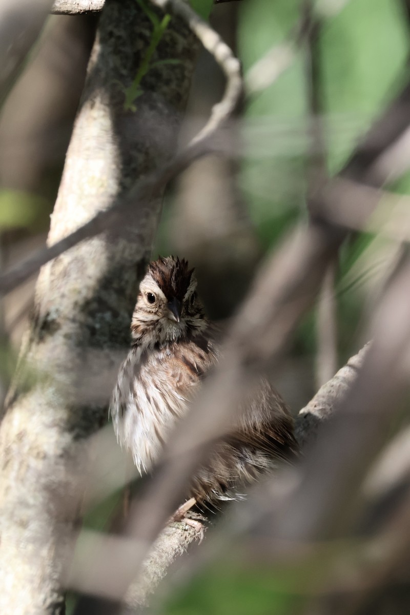 Song Sparrow - ML636541725