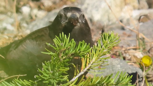 Black Rosy-Finch - ML636541763