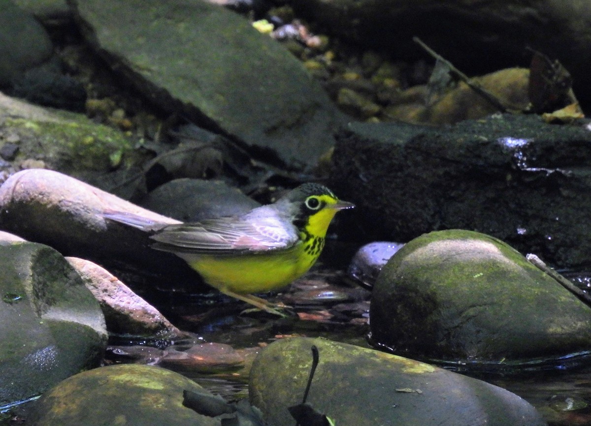 lesňáček kanadský - ML636541772