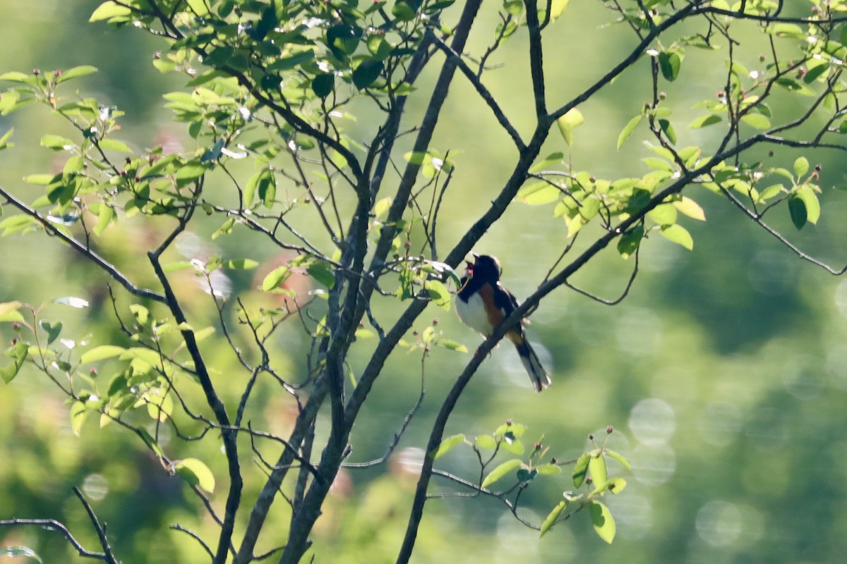 Eastern Towhee - ML636541828