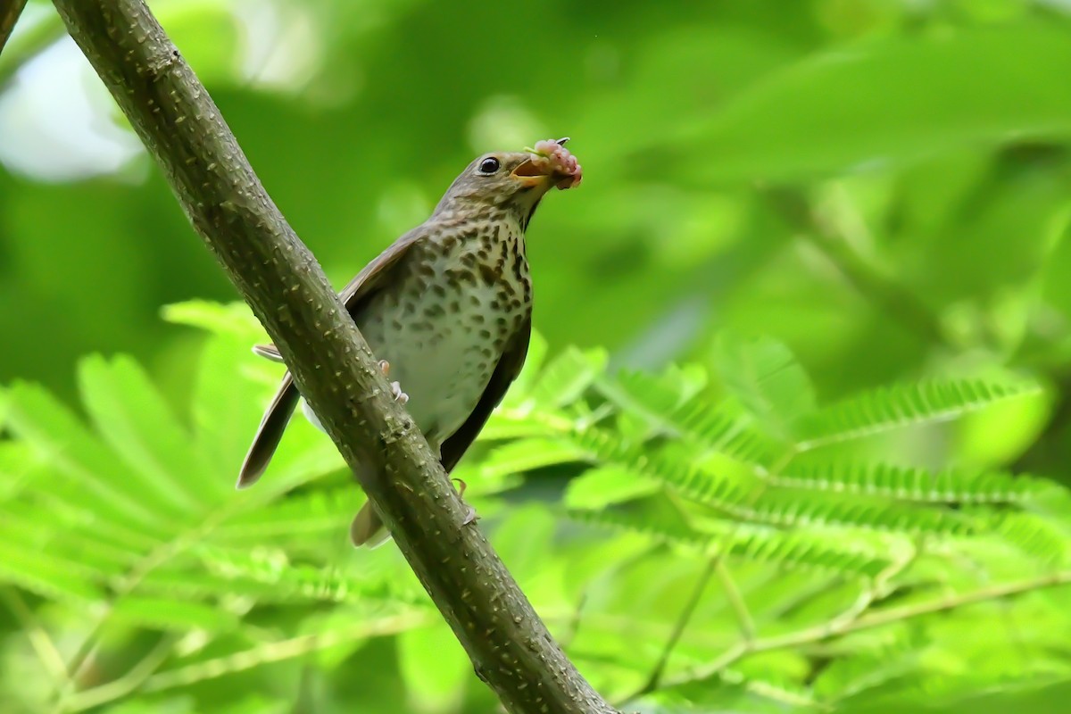 Swainson's Thrush (Olive-backed) - ML636541844