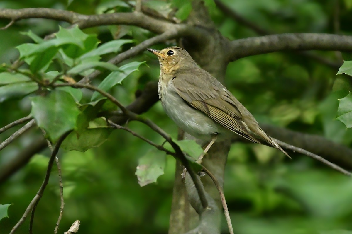 Swainson's Thrush (Olive-backed) - ML636541855