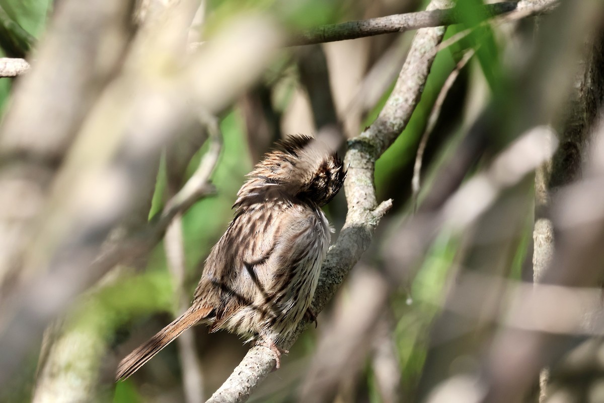 Song Sparrow - ML636541873