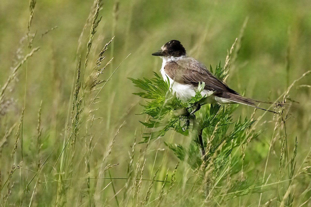 Fork-tailed Flycatcher - ML636541882
