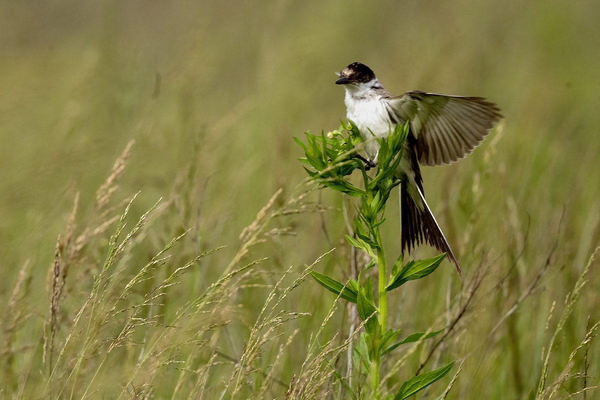 Fork-tailed Flycatcher - ML636541904