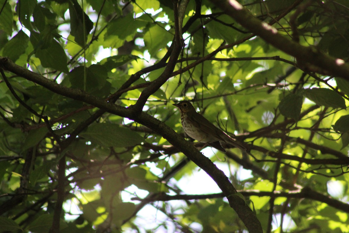 Swainson's Thrush - ML636541964