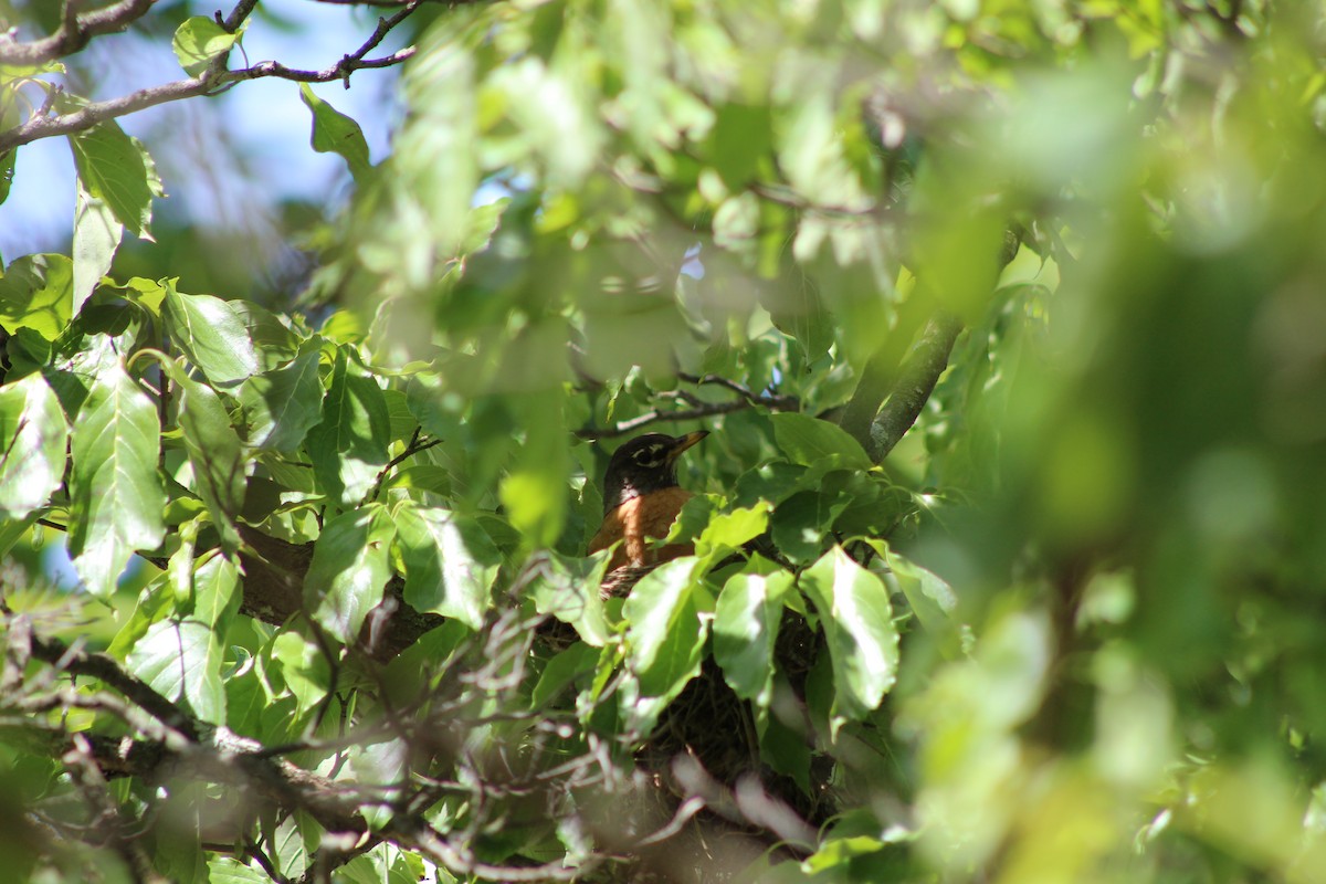 American Robin - ML636541987