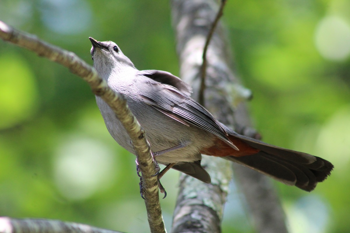 Gray Catbird - ML636542001