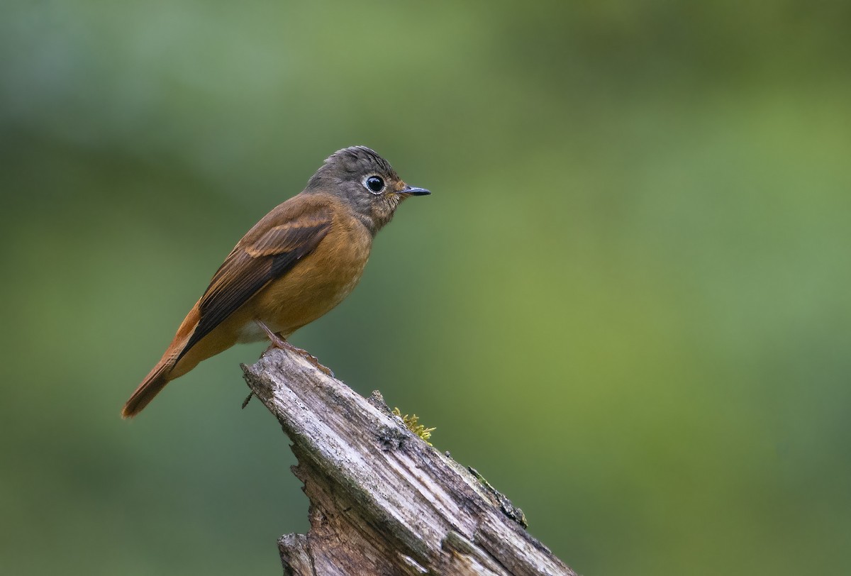 Ferruginous Flycatcher - ML636542044