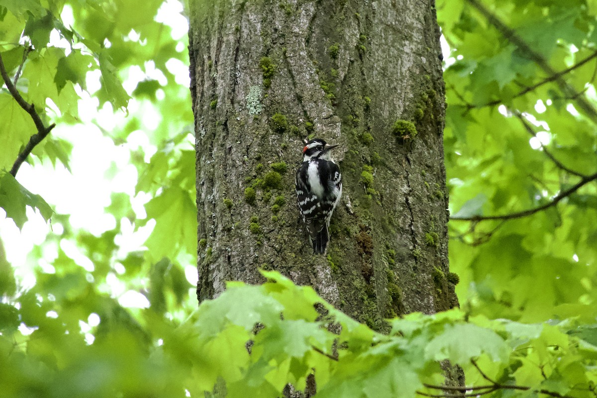 Downy Woodpecker - ML636542170
