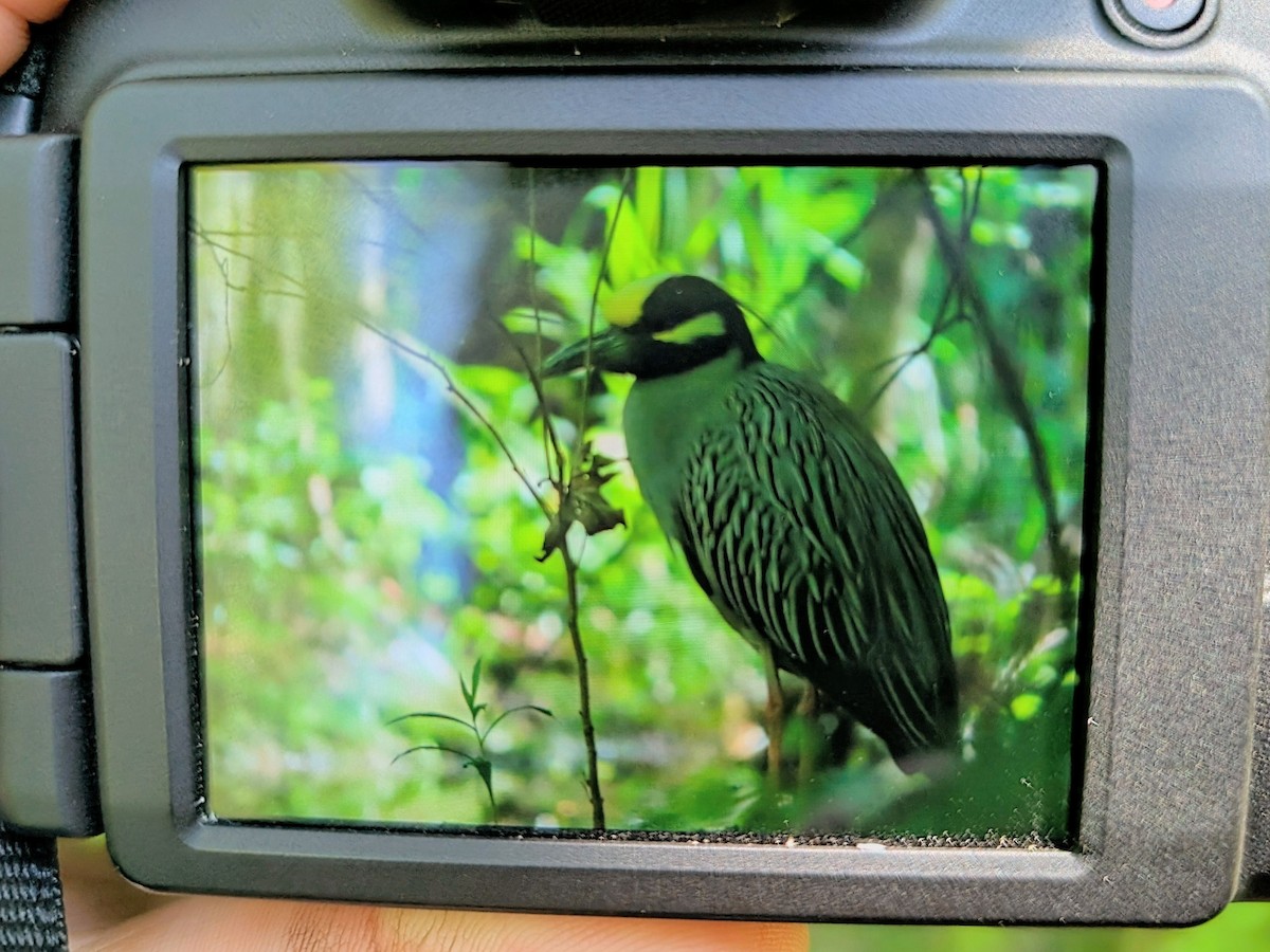 Yellow-crowned Night Heron - ML636542214