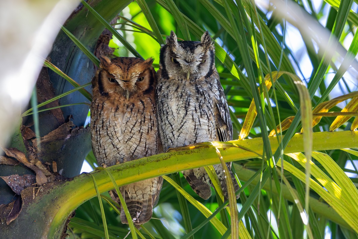 Long-tufted Screech-Owl - ML636542223