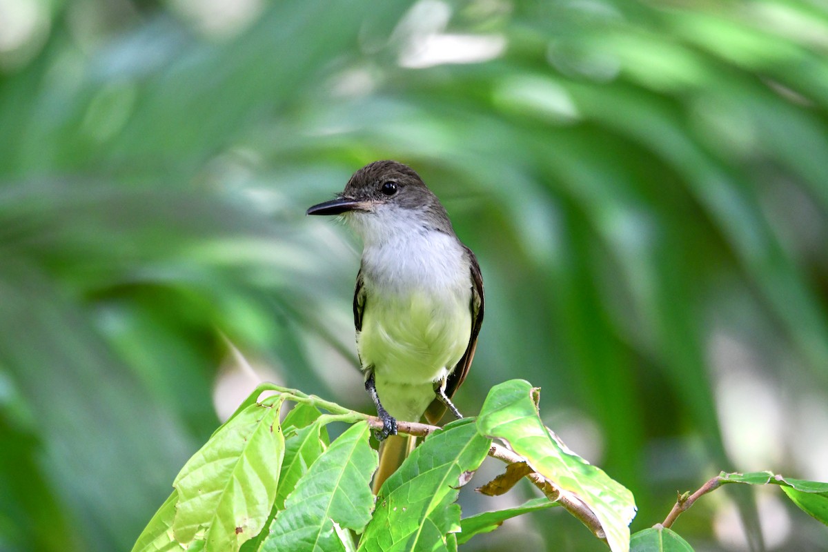 Grenada Flycatcher - ML636542399