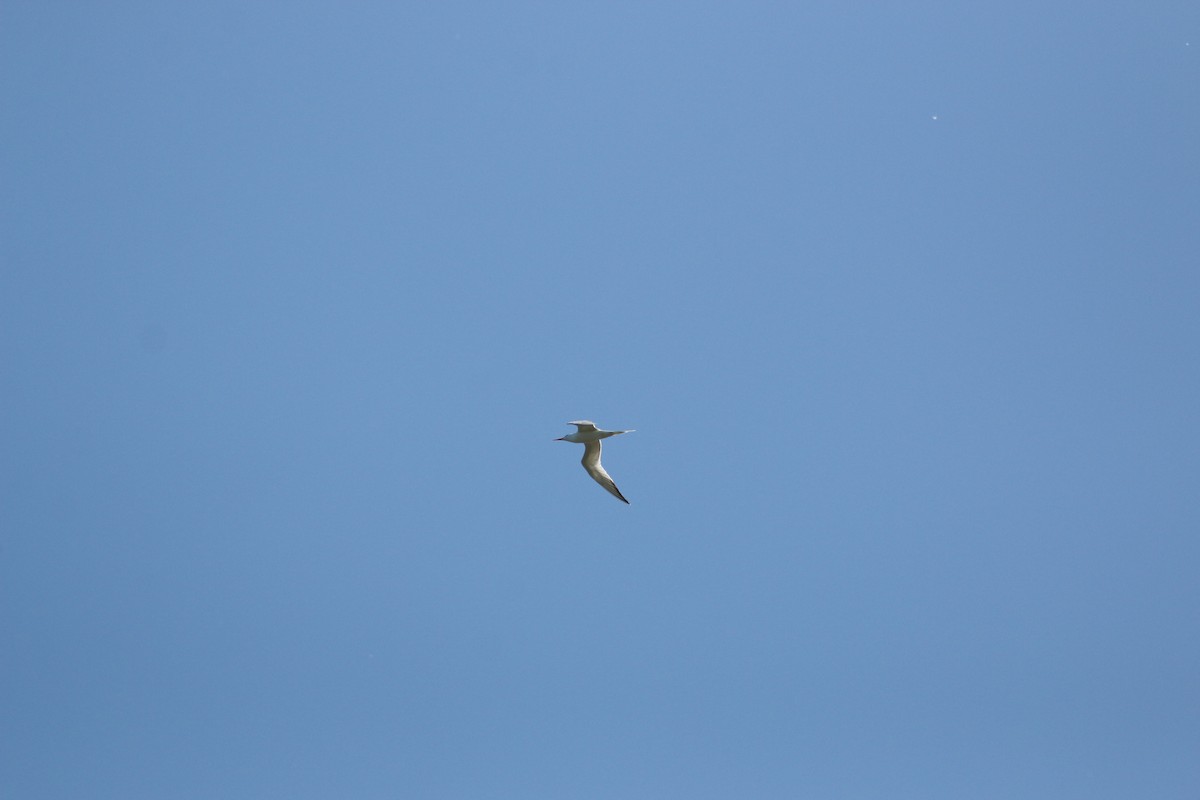 Royal Tern - ML636542423