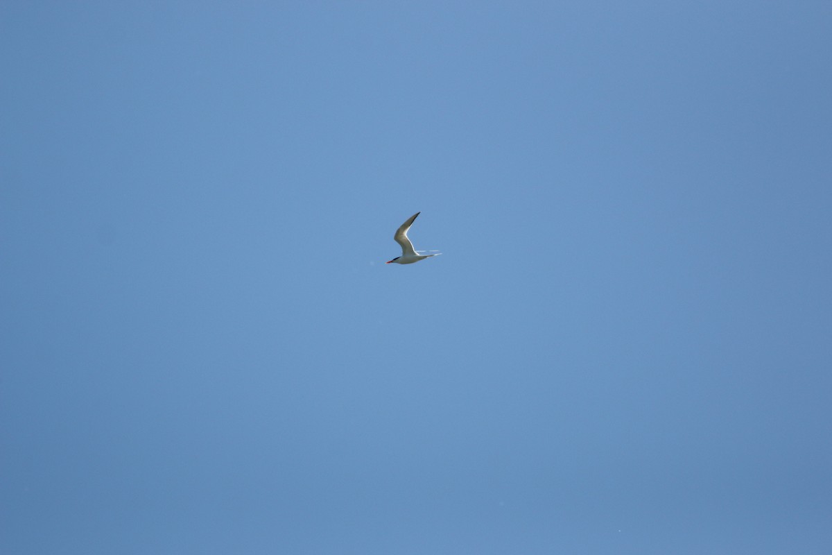 Royal Tern - ML636542424