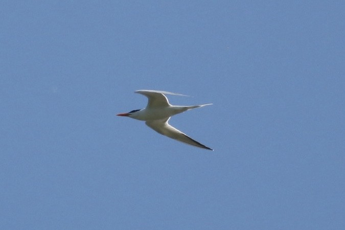 Royal Tern - ML636542425