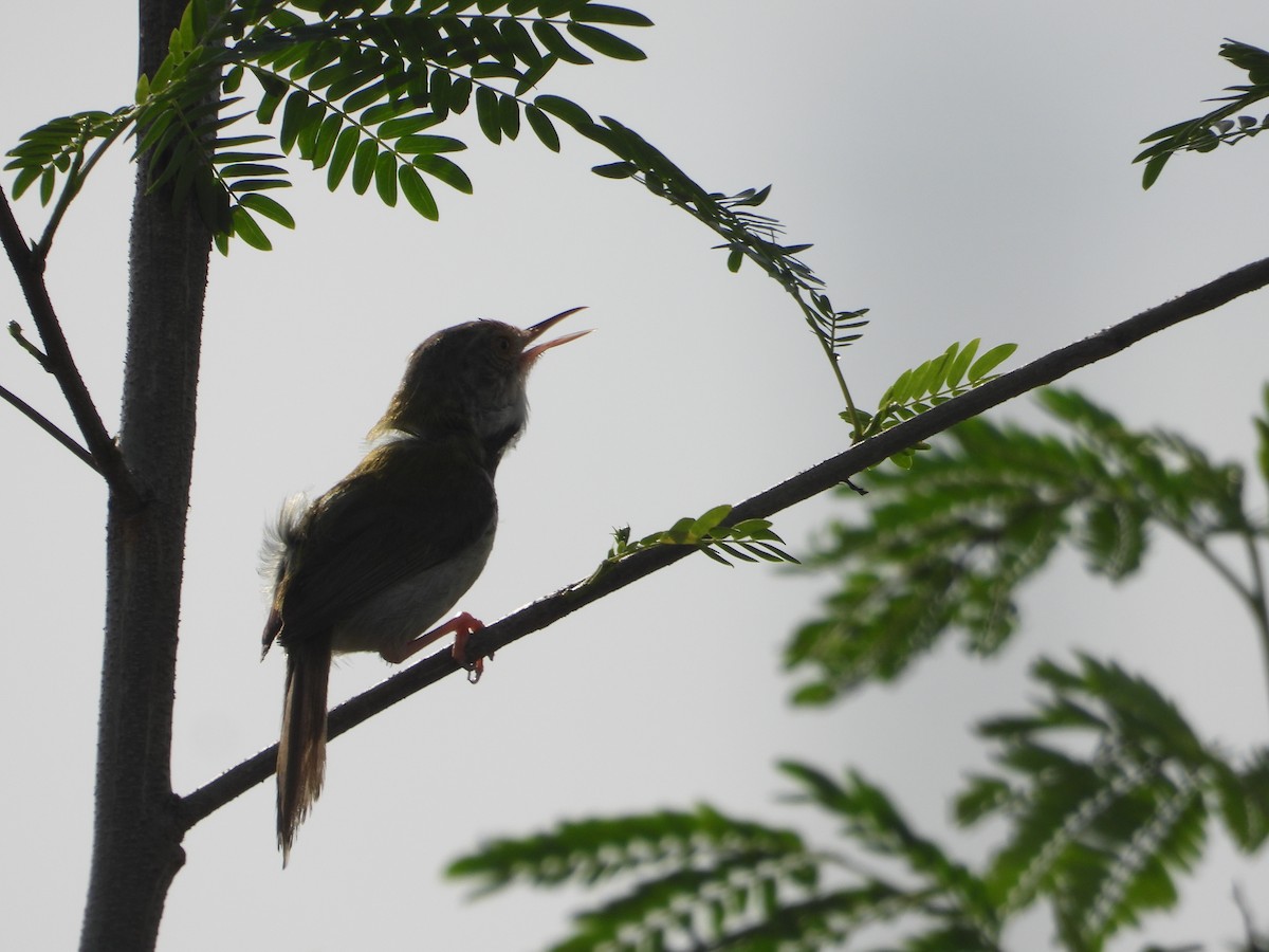 Common Tailorbird - ML636542437