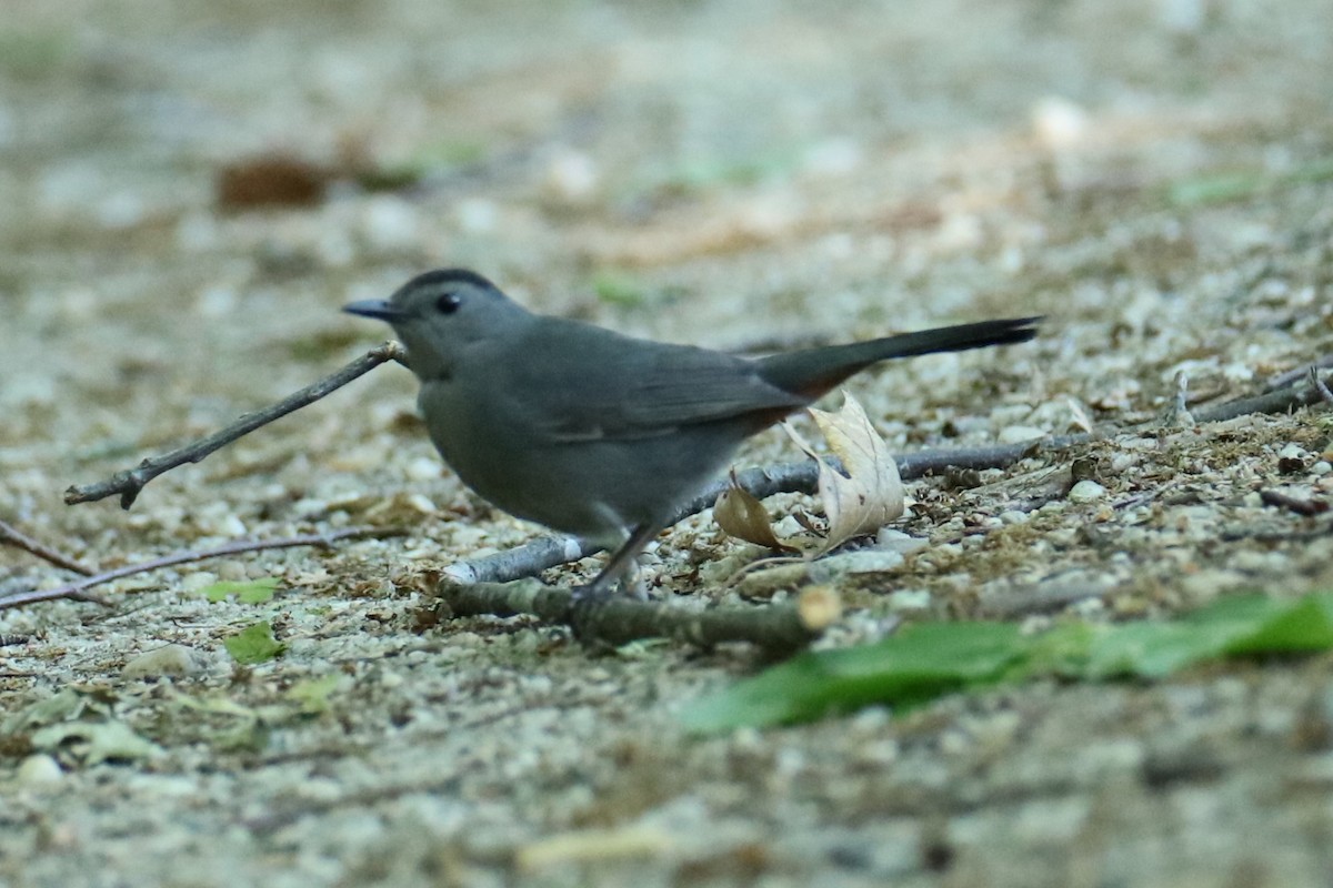 Gray Catbird - ML636542448
