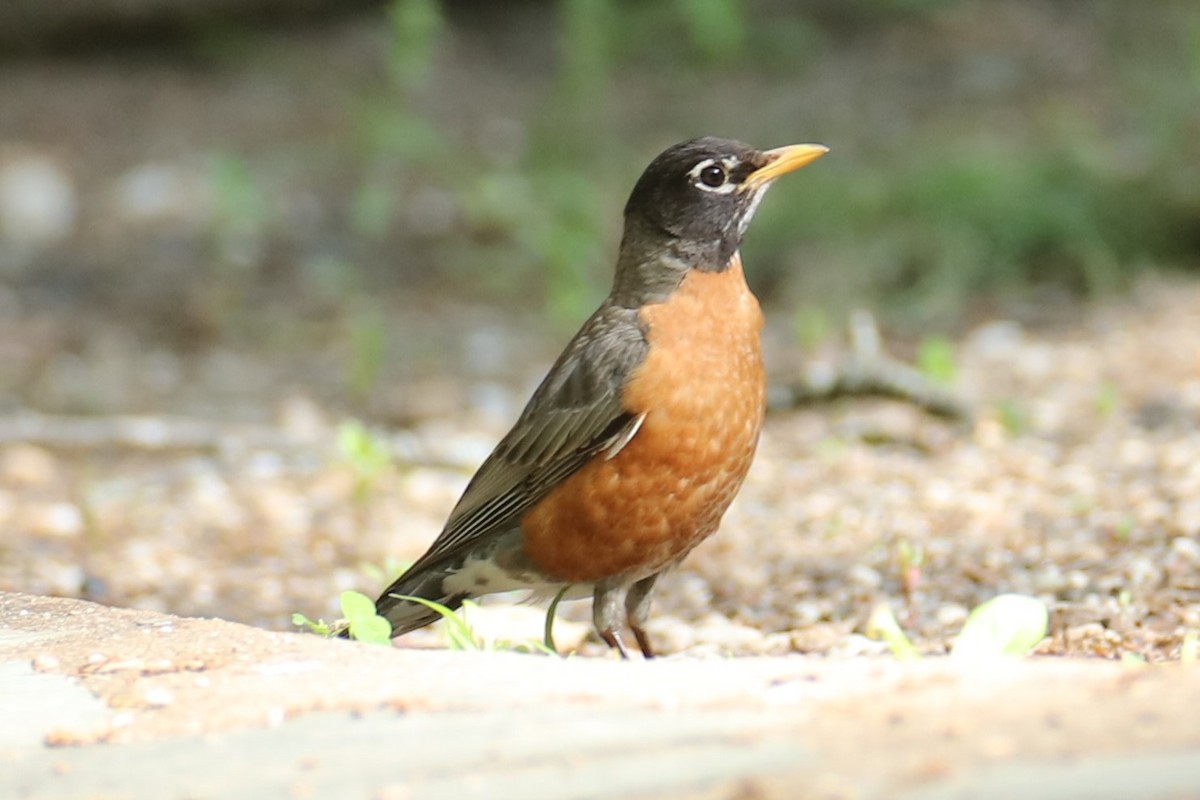American Robin - ML636542453