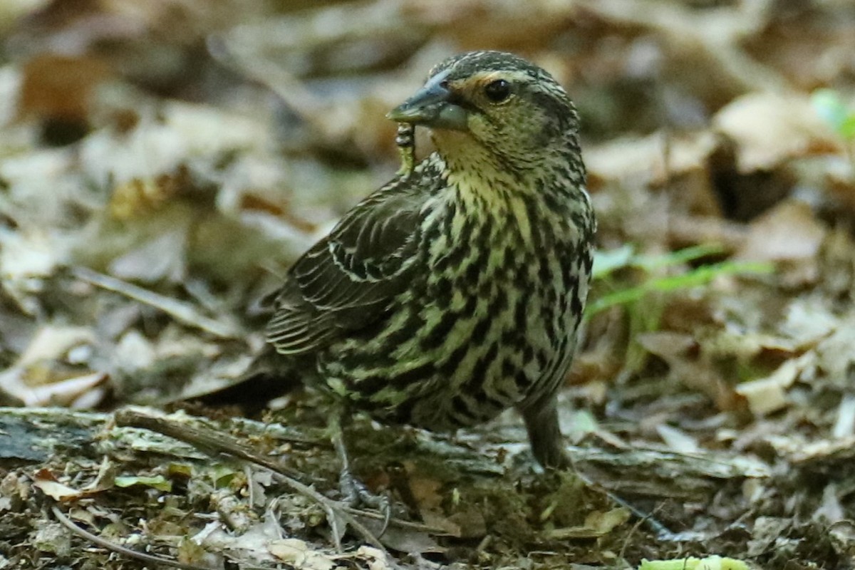 Red-winged Blackbird - ML636542456