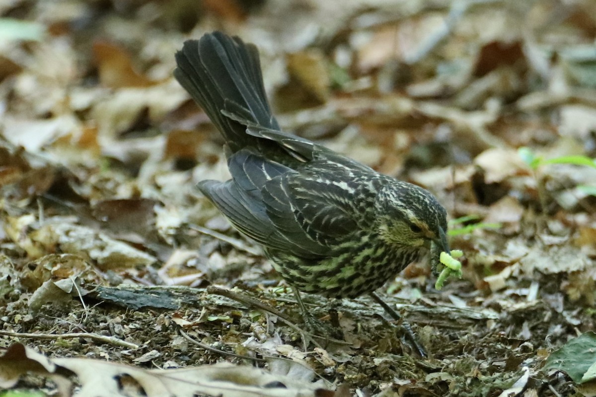 Red-winged Blackbird - ML636542460