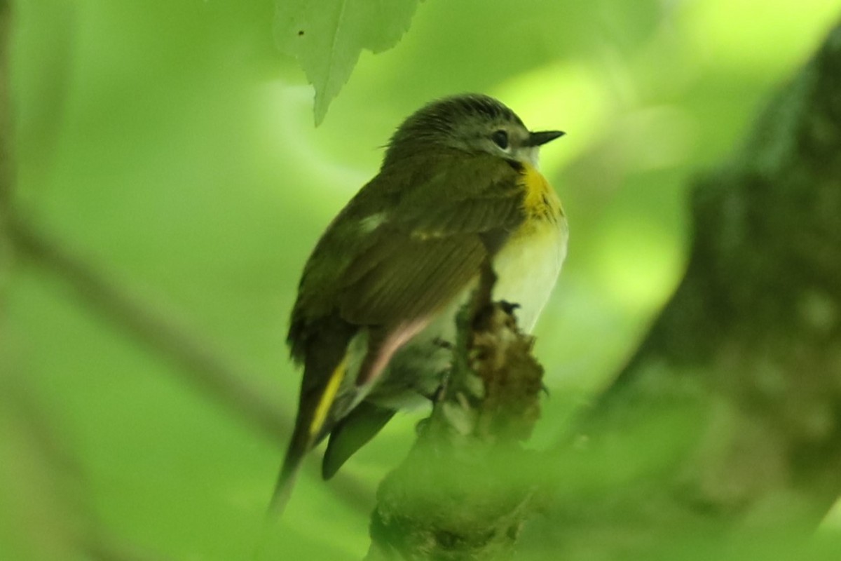 American Redstart - ML636542464