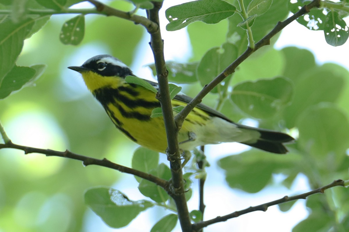 Magnolia Warbler - ML636542470