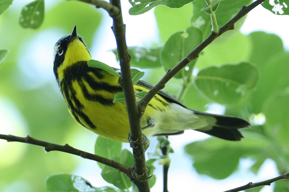 Magnolia Warbler - ML636542474