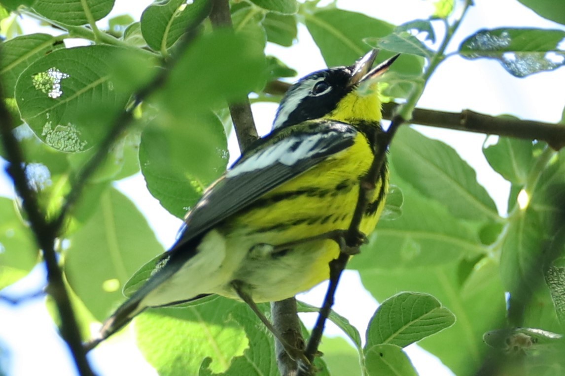 Magnolia Warbler - ML636542489