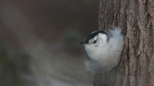 White-breasted Nuthatch - ML636542505