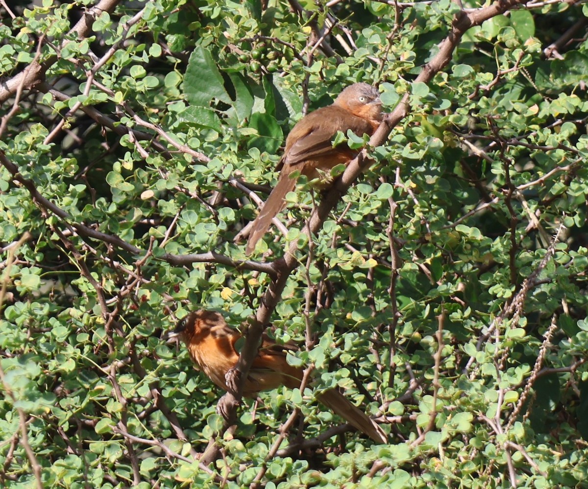 Rufous Chatterer - ML636542576