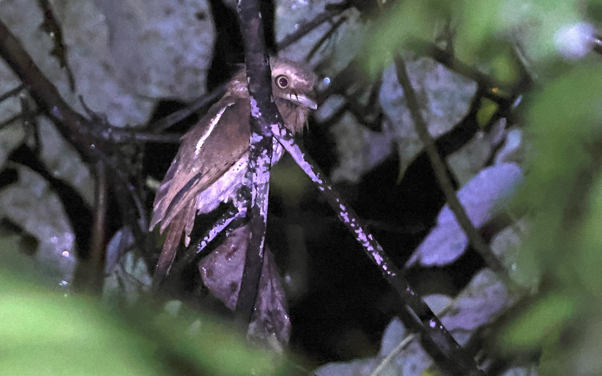Palawan Frogmouth - ML636542586